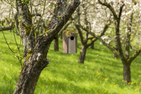 Nesting box for songbirds, meadow orchard, flowering apple trees, Baden, Wuerttemberg, Germany,