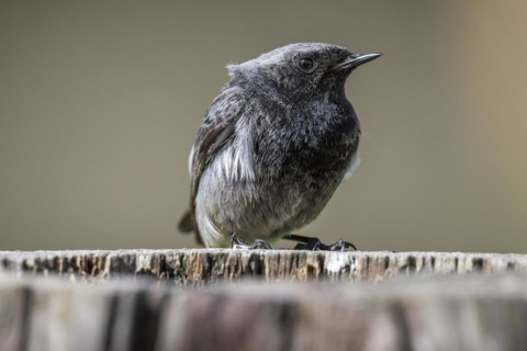 Black redstart (Phoenicurus ochruros), young bird, sitting on a tree trunk, Stuttgart,
