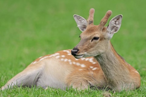 Manchurian sika deer (Cervus nippon hortulorum) with velvet antlers in summer, captive, Germany,