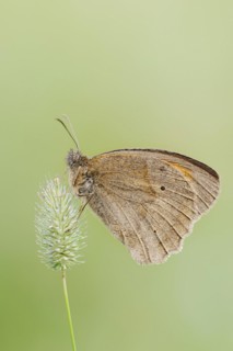 Meadow brown (Maniola jurtina), North Rhine-Westphalia, Germany, Europe