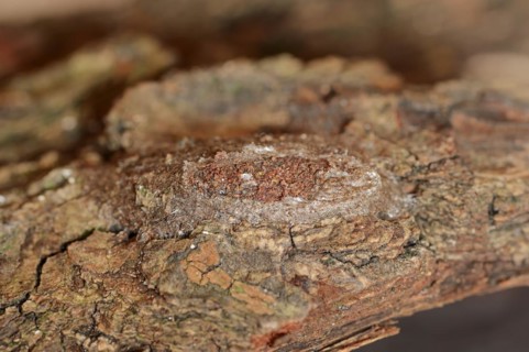 Sallow kitten moth (Furcula furcula), cocoon, North Rhine-Westphalia, Germany, Europe