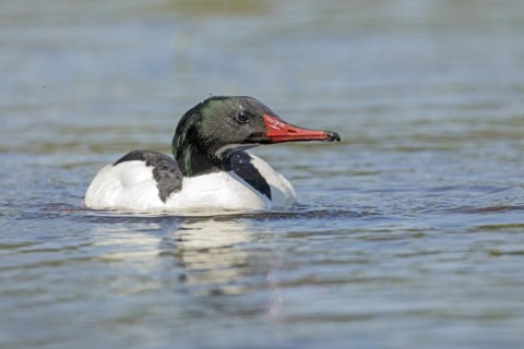 Common merganser (Mergus merganser), male swimming and watching, La Mauricie national park,