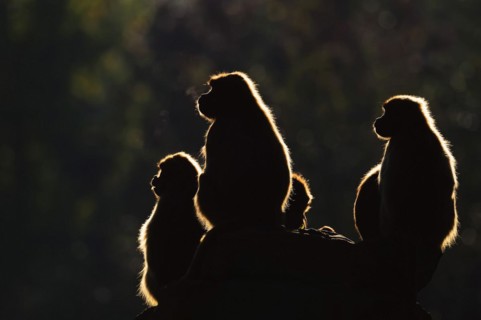 Djelada or gelada baboon (Theropithecus gelada), female in backlight, captive, occurrence in