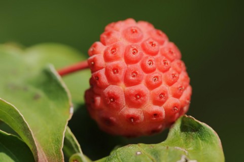 Japanese flowering dogwood (Cornus kousa), fruit, native to Asia, ornamental plant, North