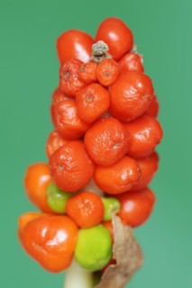 Common arum (Arum maculatum), fruit stand with ripe berries, North Rhine-Westphalia, Germany,