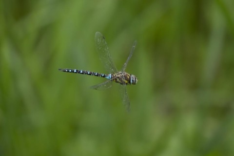 Migrant hawker dragonfly (Aeshna mixta) adult in flight in summer, Suffolk, England, United