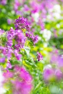 A colourful flower bed with purple, pink and white flower-bed, annual honesty (Lunaria annua) or