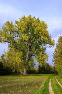 Mighty tree in a meadow in autumn, rural surroundings with dirt road near Ehingen an der Donau,