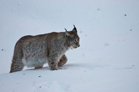 Eurasian lynx (Lynx lynx) in deep snow in the Bavarian Forest open-air enclosure, Bavaria, Germany,