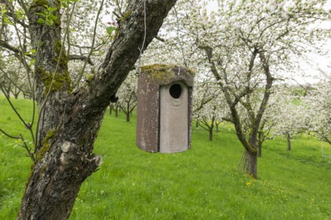 Nesting box for songbirds, meadow orchard, flowering apple trees, Baden, Wuerttemberg, Germany,