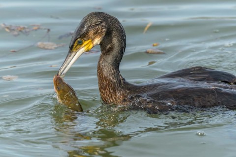 A large eel tries to escape from a large great cormorant (Phalacrocorax carbo)