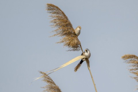 Bearded reedlings (Panurus biarmicus), sitting in the reeds, Neusiedler See-Seewinkel National
