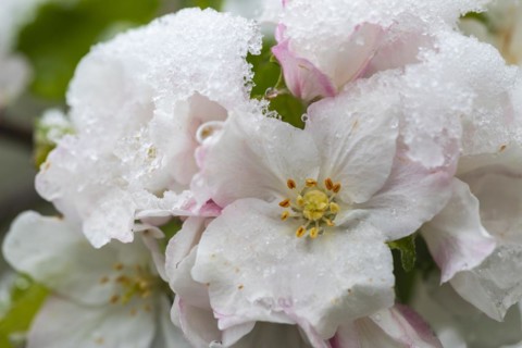 Apple blossom with snow, apple tree (Malus), pome fruit tree (Pyrinae), meadow orchard, spring,