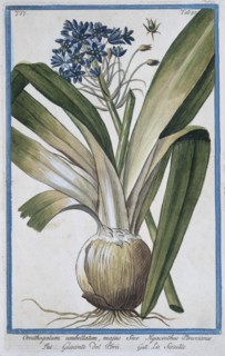 Ornithogalum umbellatum, majus Sive Hyacinthus Peruvianus, hand-coloured botanical engraving from