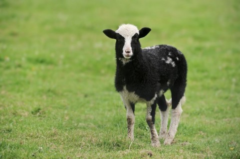 Jacob sheep (Ovis ammon f. aries), lamb, Lower Saxony Germany