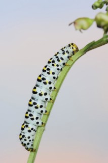 Brown-root monk (Shargacucullia scrophulariae), caterpillar, North Rhine-Westphalia, Germany,