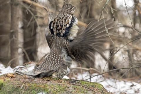 Ruffed grouse (Bonasa umbellus), male drumming to chase other male and to attract females, La
