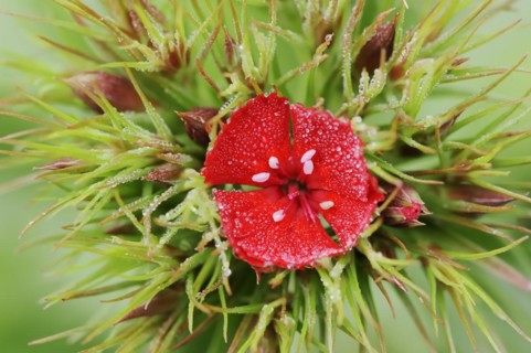 Bearded carnation or garden sweet william (Dianthus barbatus), flower, ornamental plant, North