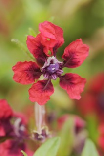 Cuphea 'Vienco Burgundy' (Cuphea llavea), flower, ornamental plant, North Rhine-Westphalia,
