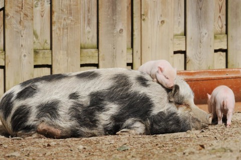 Goettingen minipig (Sus scrofa f. domestica), sow and piglet, North Rhine-Westphalia, Germany,