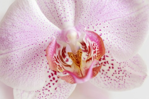 Butterfly orchid (Phalaenopsis), detail of the flower, houseplant, North Rhine-Westphalia, Germany,