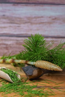 Fresh branches of the medicinal plant horsetail, Equisetum arvense, used for health care, freshly