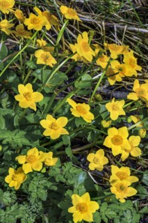 Yellow anemones (Anemone ranunculoides), Allgaeu, Swabia, Bavaria, Germany, Europe