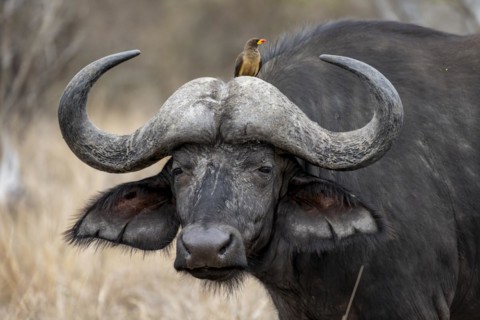 African buffalo (Syncerus caffer caffer) with yellowbill oxpecker (Buphagus africanus), animal