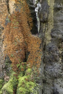 Bleeding oak crust (Stereum gausapatum), mass infestation on a copper beech (Fagus sylvatica),
