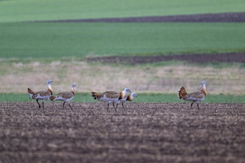 Several great bustards (Otis tarda) in a field, cockerels, Lower Austria, Austria, Europe