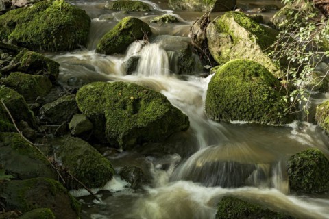 Mountain stream in the forest with mossy basalt rocks, blocks of basalt in the stream bed, Tertiary