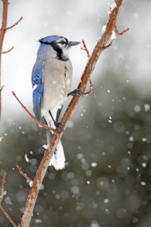 Gray jay (Cyanocitta cristata) perched on a tree during a snowfall, City of Saint-Mathieu-du-Parc,