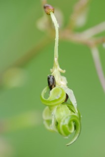 Himalayan balsam or himalayan balsam (Impatiens glandulifera), capsule fruit with seeds, North