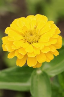 Zinnia (Zinnia elegans, Zinnia violacea), flower, ornamental plant, North Rhine-Westphalia,