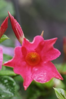 Mandevilla (Dipladenia sanderi, Mandevilla sanderi), flower, ornamental plant, North