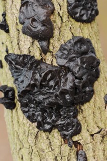 Warty glandular or warty black glandular (Exidia nigricans, Exidia plana), North Rhine-Westphalia,