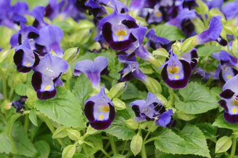 Bluewings (Torenia fournieri), flowers, native to Vietnam, ornamental plant, North