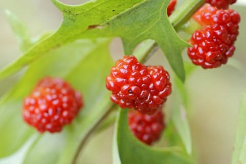 Strawberry spinach (Chenopodium foliosum, Blitum virgatum), fruit, vegetable and ornamental plant,