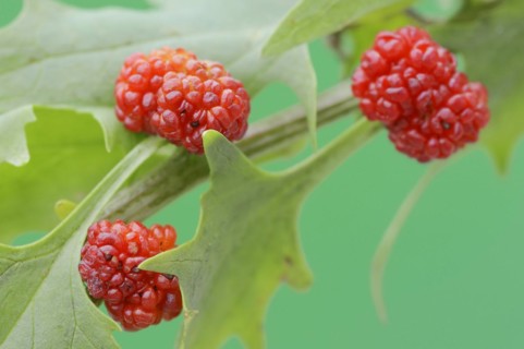Strawberry spinach (Chenopodium foliosum, Blitum virgatum), fruit, vegetable and ornamental plant,