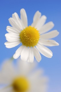 Chamomile (Matricaria recutita, Matricaria chamomilla), flower, medicinal plant, North
