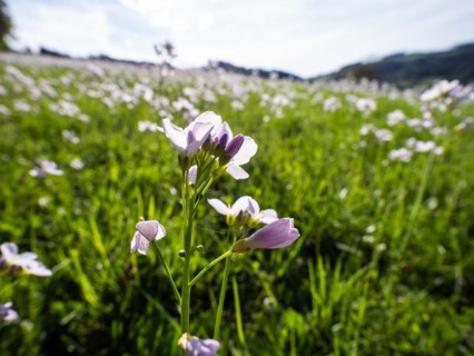 Cuckoo flower (Cardamine pratensis), Leoben, Styria, Austria, Europe