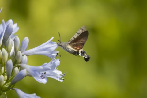Hummingbird hawk-moth (Macroglossum stellatarum) feeding on a garden Agapanthus flower in the