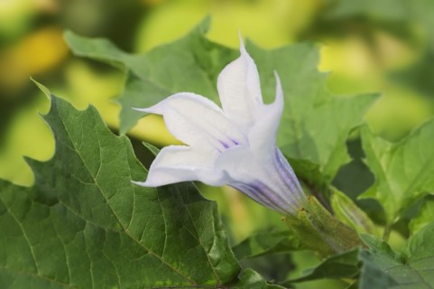 Devil's trumpet (Datura metel), ornamental plant, North Rhine-Westphalia, Germany, Europe