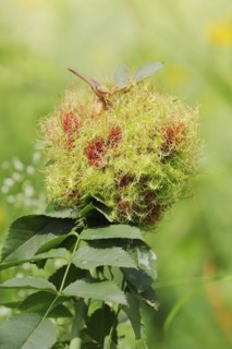 Common rose gall wasp (Diplolepis rosae, Cynips rosarum), rose gall, North Rhine-Westphalia,