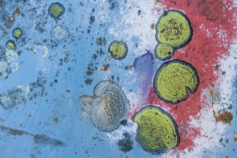 Rust, old paint and lichen on car bodywork, Kyrkoe Mosse car graveyard, Ryd, Tingsryd, Kronobergs