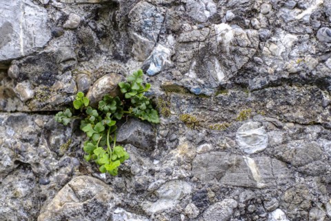 Plant green sprouts from a wall joint