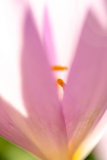 Detail of the stamen in an meadow saffron (Colchicum autumnale) . Alsace, East, France, Europe