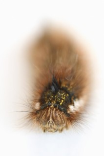 Drinker moth (Euthrix potatoria), caterpillar, North Rhine-Westphalia, Germany, Europe