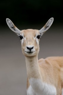 Blackbuck (Antilope cervicapra), female, portrait, captive, occurrence in South Asia