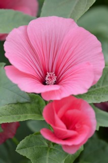 Annual mallow (Lavatera trimestris), flowers, ornamental plant, North Rhine-Westphalia, Germany,